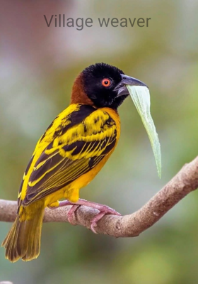 Village weaver 