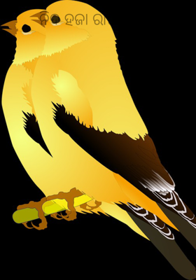 ନିଦ ହଜା ରାତିର ସ୍ବପ୍ନ 