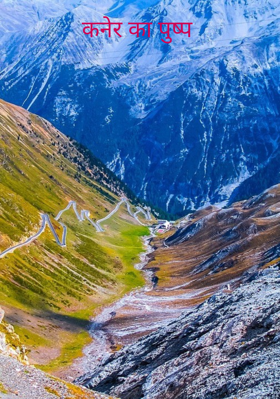 कनेर का पुष्प