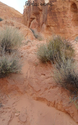 શિંગોડા આવ્યા