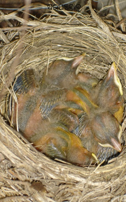 ସରପଞ୍ଚବାବୁ