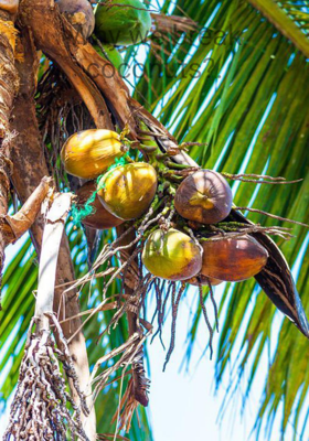 Why we break coconuts