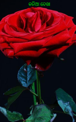 କନିଆ ଦେଖା