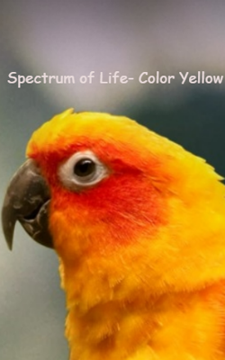 Spectrum Of Life- Color Orange