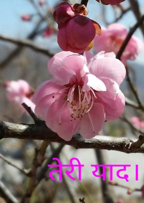 तेरी याद