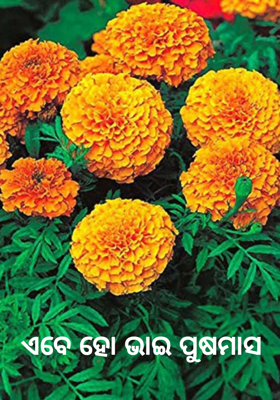 ଏବେ ହୋ ଭାଇ ପୁଷମାସ  