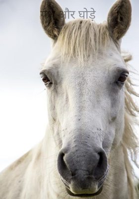 गधे और घोड़े