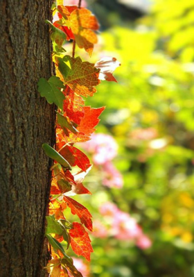 कुछ रंग इश्क़ के ऐसे भी!