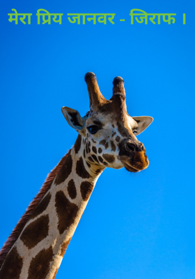 मेरा प्रिय जानवर - जिराफ ।