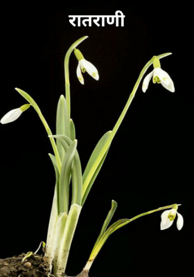 रातराणी