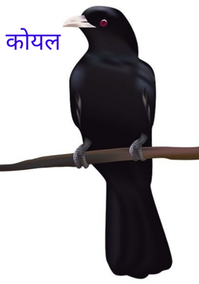 कोयल