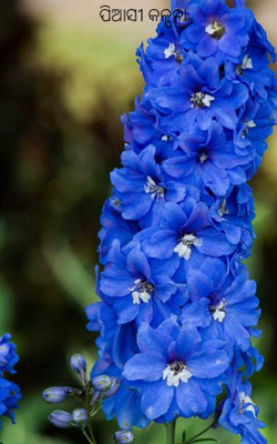 ପିଆସୀ କଳ୍ପନା