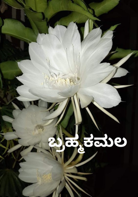ಬ್ರಹ್ಮಕಮಲ 