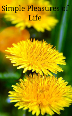 Simple Pleasures of Life