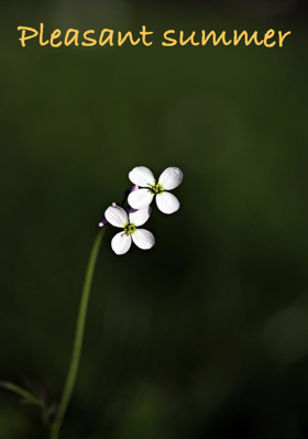 Pleasant summer