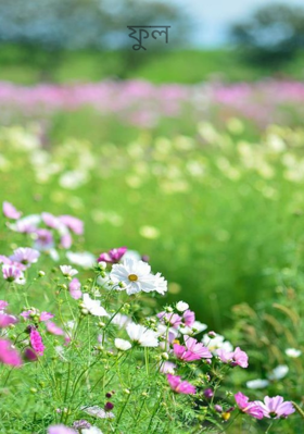 ফুল