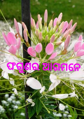 ଫଗୁଣର ଆଗମନେ