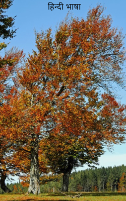 हिन्दी भाषा