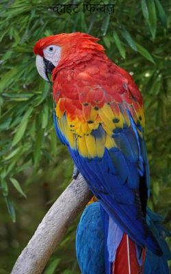 व्हाइट फिन्चेज़