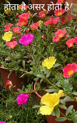 होता है,असर होता है!