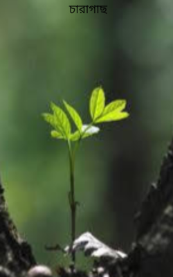 চারাগাছ