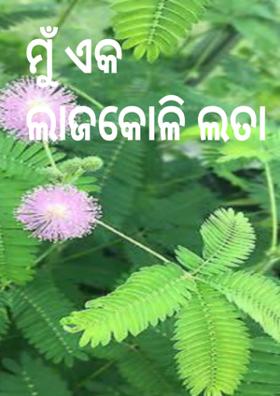ମୁଁ ଏକ ଲାଜକୋଳି ଲତା !!