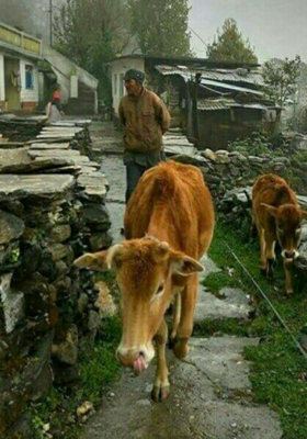 कहानी शिब्ब दा की