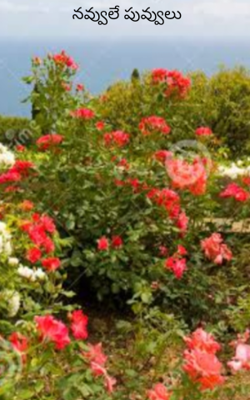 నవ్వులే పువ్వులు