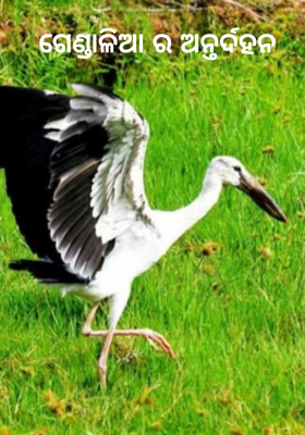 ଗେଣ୍ଡାଳିଆ ର ଅନ୍ତର୍ଦହନ