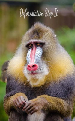 Deforestation Stop It