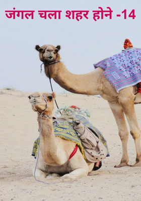 जंगल चला शहर होने -14