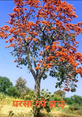 परसा को झाड़