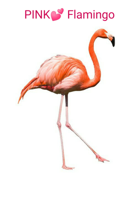 Pink Flamingo