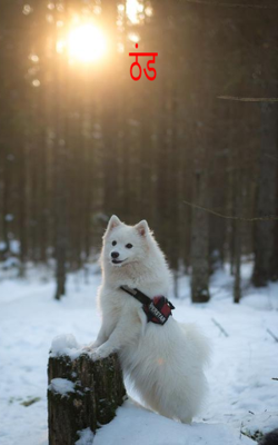 कुण्डलिया