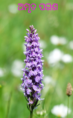 ଅମୃତ ପରଶ