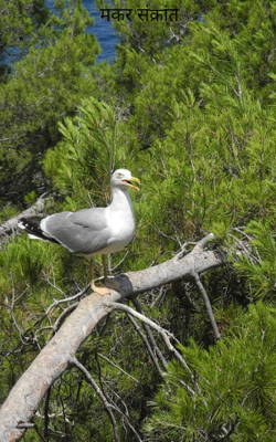 मकर संक्रांत