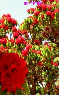 आत्मविश्वास