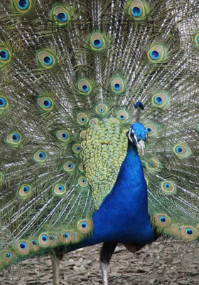 मोरांची चिंचोली