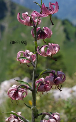 ଆମେ ବନ୍ଧୁ