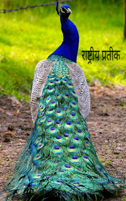 राष्ट्रीय प्रतीक 