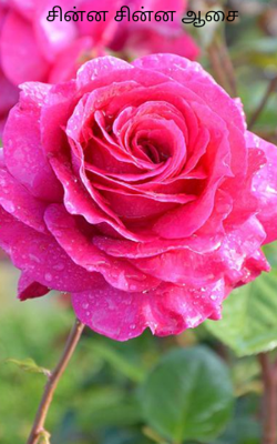 சின்ன சின்ன ஆசை