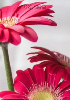 ବର୍ଷା ଗଜଲ