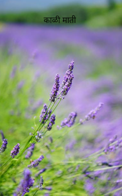 काळी माती