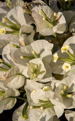 ମୁଠାଏ ଫୁଲର ସ୍ମୃତି