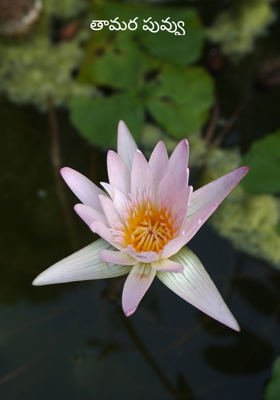 తామర పువ్వు