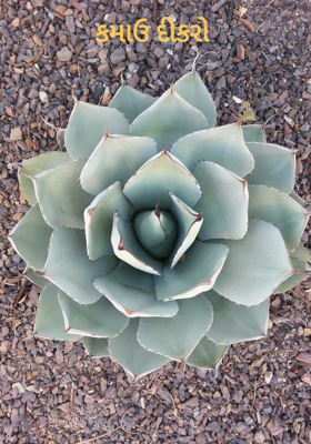 કમાઉ દીકરો