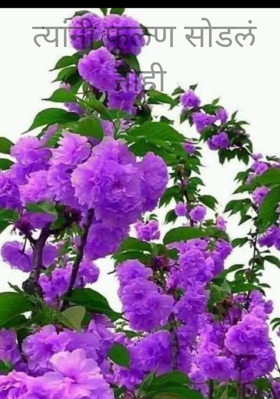 त्यांनी फुलण सोडलं नाही