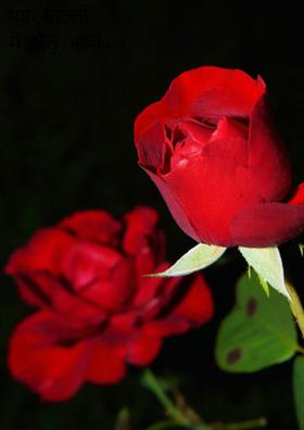 आवडनिवड