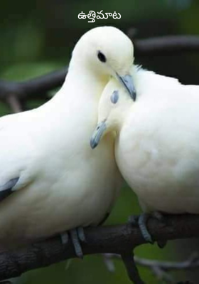 ఉత్తిమాట