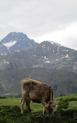 திருமந்திரம்